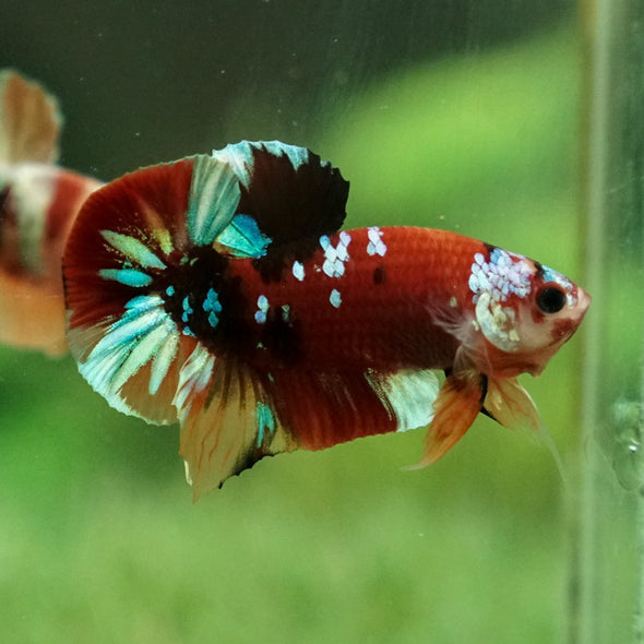 Multicolor/Galaxy Koi Plakat -11 weeks Old