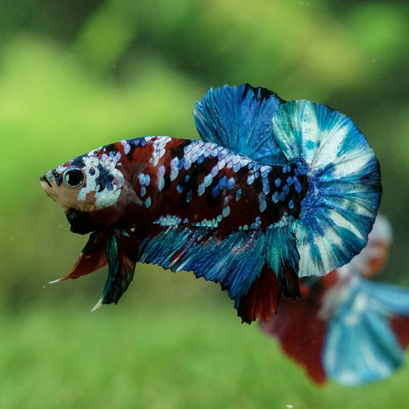 Galaxy / Multicolored Koi Plakat - Breeder Grade