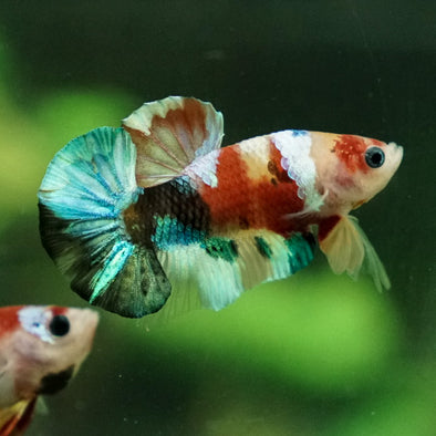 Multicolor/Galaxy Koi Plakat -11 weeks Old