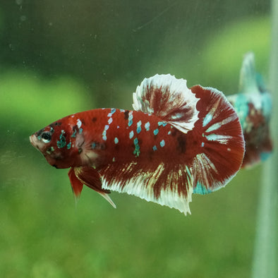 Multicolor/Galaxy Koi Plakat -13 weeks Old