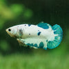 Blue/Green Dalmatian Plakat- Female