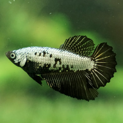 Dragon Halfmoon - Female