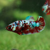 Multicolor/galaxy Koi Plakat- Female