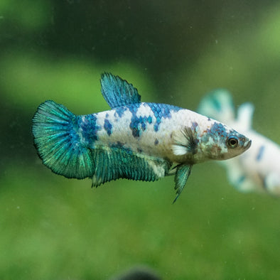 Blue/Green Dalmatian Plakat- Female