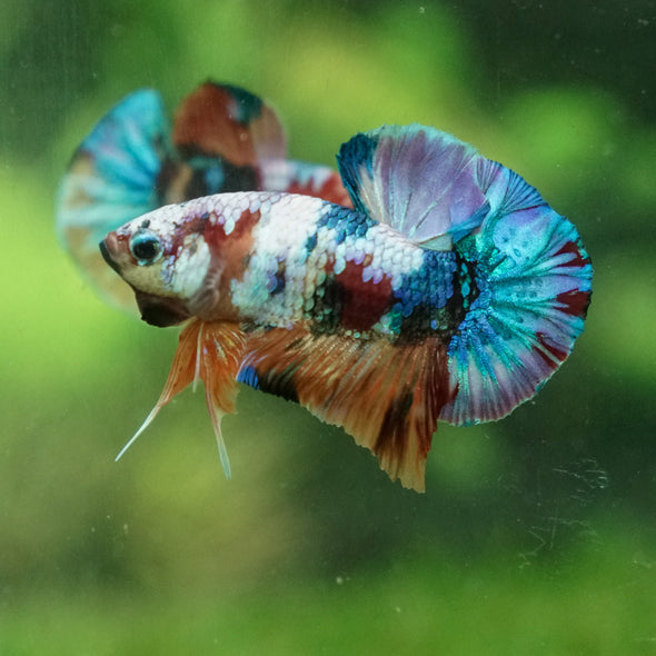 Multicolor/Galaxy Koi Plakat -13 weeks Old