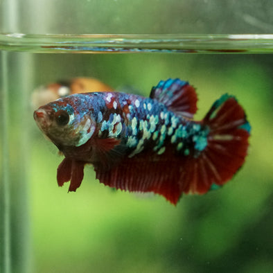 Multicolor/galaxy Koi Plakat- Female