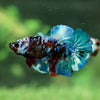 Galaxy / Multicolored Koi Plakat - Premium Quality