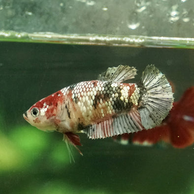 Galaxy Koi Plakat- Female