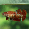 Multicolor/ Galaxy Koi Plakat- Female- 16 Weeks Old