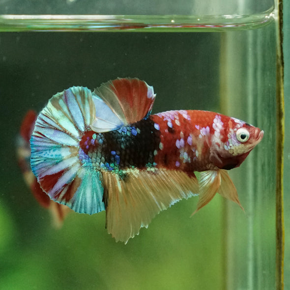 Multicolor/Galaxy Koi Plakat -11 weeks Old