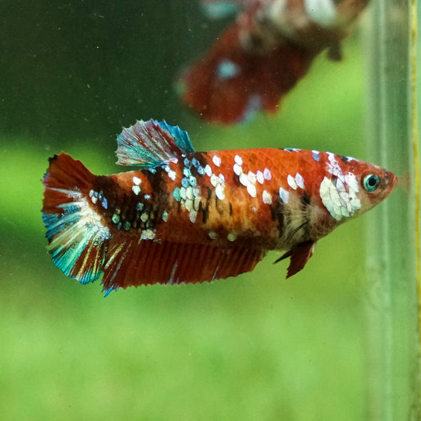 Multicolor/galaxy Koi Plakat- Female