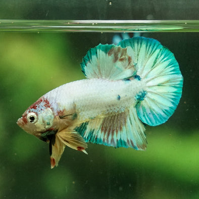 Multicolor/Galaxy Koi Plakat -11 weeks Old