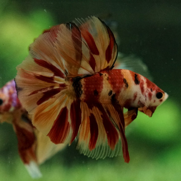 Galaxy Koi Halfmoon - 12 weeks old