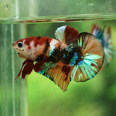 Multicolor/Galaxy Koi Plakat -11 weeks Old