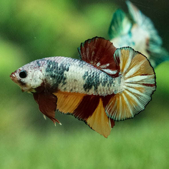 Multicolor/Galaxy Koi Plakat -12 weeks Old