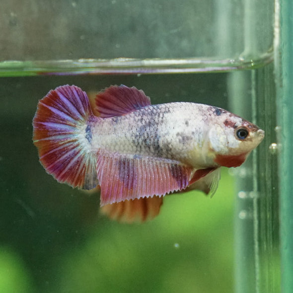 Multicolor Galaxy Halfmoon- Female