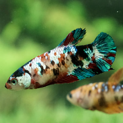 Galaxy Koi Plakat- Female