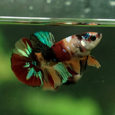 Multicolor/Galaxy Koi Plakat -12 weeks Old