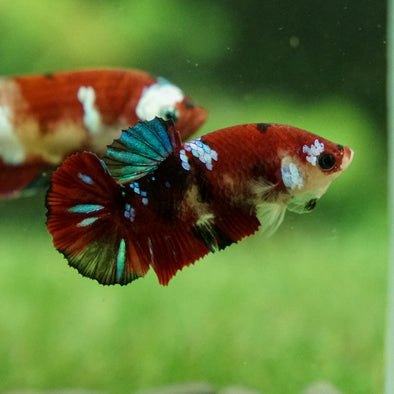 Galaxy Koi Plakat- Female