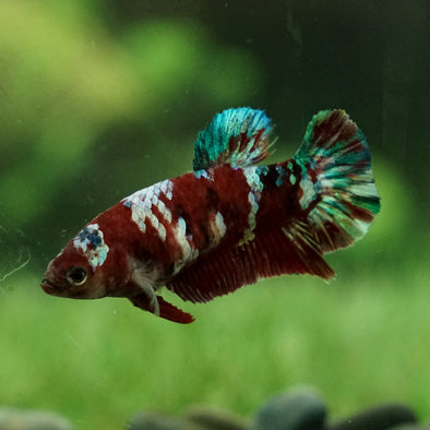 Multicolor/galaxy Koi Plakat- Female