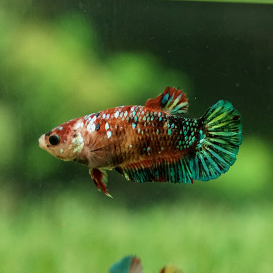 Galaxy Koi Plakat- Female