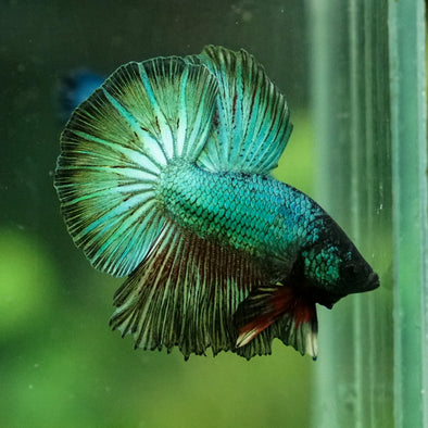 Halfmoon - 12 weeks old