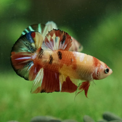 Multicolor/Galaxy Koi Plakat -11 weeks Old