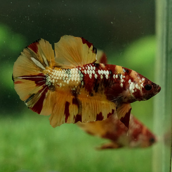 Giant Multicolor/ Galaxy Koi-15 weeks Old