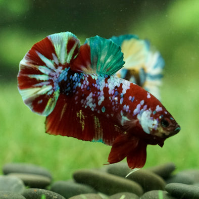 Multicolor/Galaxy Koi Plakat -16 weeks Old