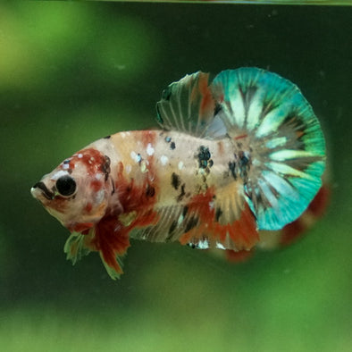 Multicolor/Galaxy Koi Plakat -12 weeks Old