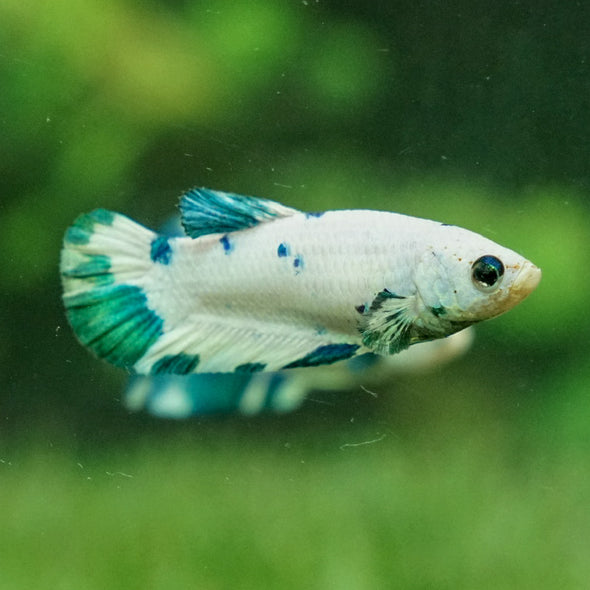 Blue/Green Dalmatian Plakat- Female