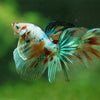 Galaxy Koi Halfmoon - 14 weeks old