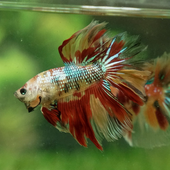 Galaxy Koi Halfmoon - 11 weeks old