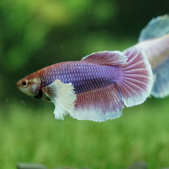 Dumbo Halfmoon - Female