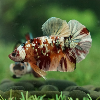 Multicolor/Galaxy Koi Plakat -15 weeks Old