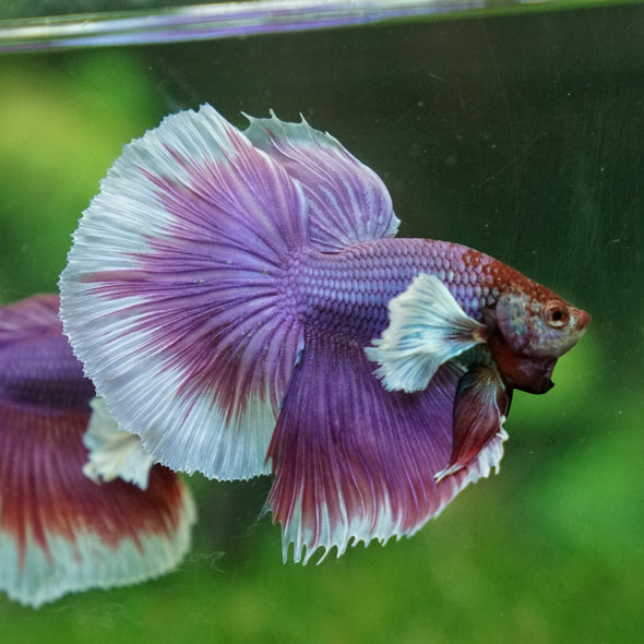 Dumbo Halfmoon - 13 weeks old
