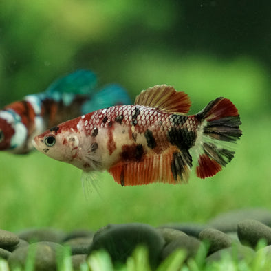 Galaxy Koi Plakat- Female