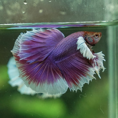 Dumbo Halfmoon - 12 weeks old