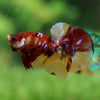 Multicolor/Galaxy Koi Plakat -15 weeks Old