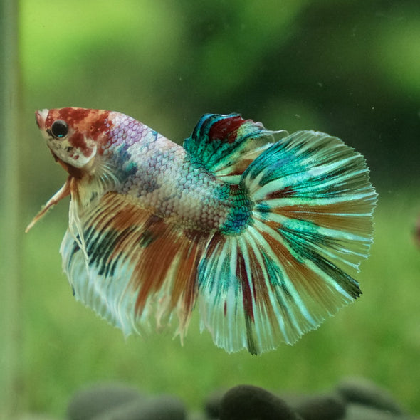 Galaxy Koi Halfmoon - 14 weeks old