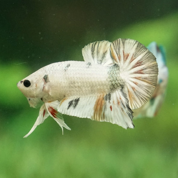 Multicolor/Galaxy Koi Plakat -11 weeks Old