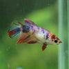 Multicolor Galaxy Halfmoon- Female