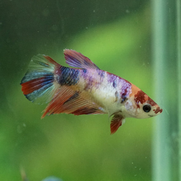 Multicolor Galaxy Halfmoon- Female