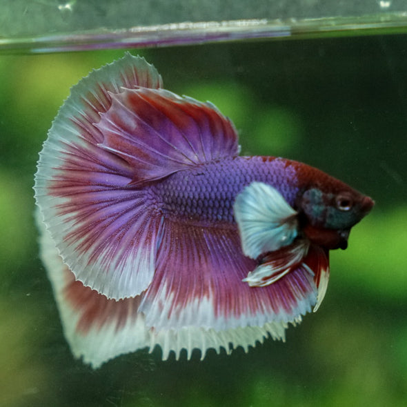 Dumbo Halfmoon - 12 weeks old