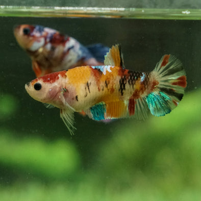 Galaxy Koi Plakat- Female