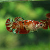 Multicolor/ Galaxy Koi Plakat- Female- 16 Weeks Old