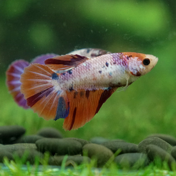 Multicolor Galaxy Halfmoon- Female