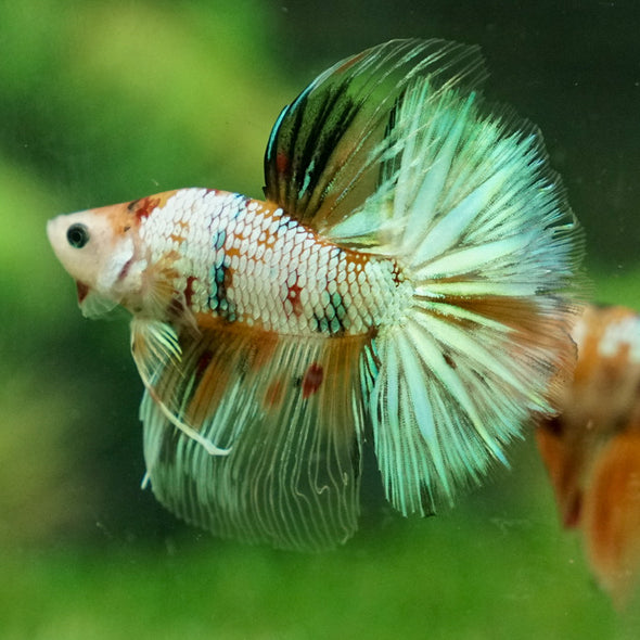 Galaxy Koi Halfmoon - 14 weeks old