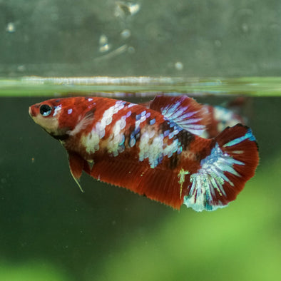 Multicolor/galaxy Koi Plakat- Female