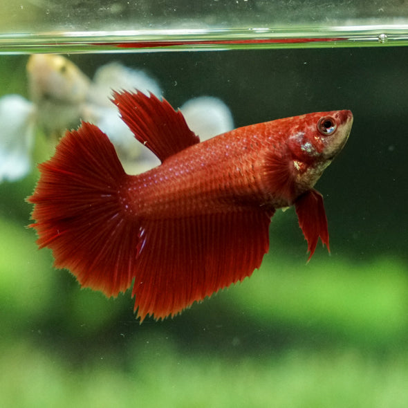 Super Red Halfmoon - Female